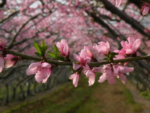 梅峰桃花緣