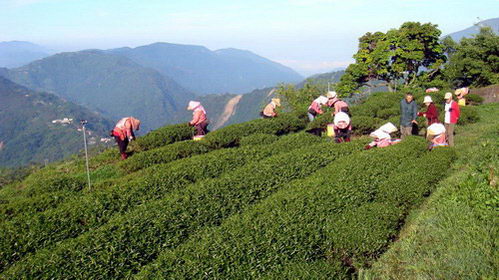 清境五里坡露營區採茶趣